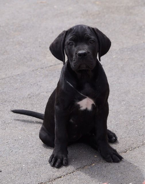 Des Quatre Pattes De La Sensée - Chiot disponible  - Cane Corso