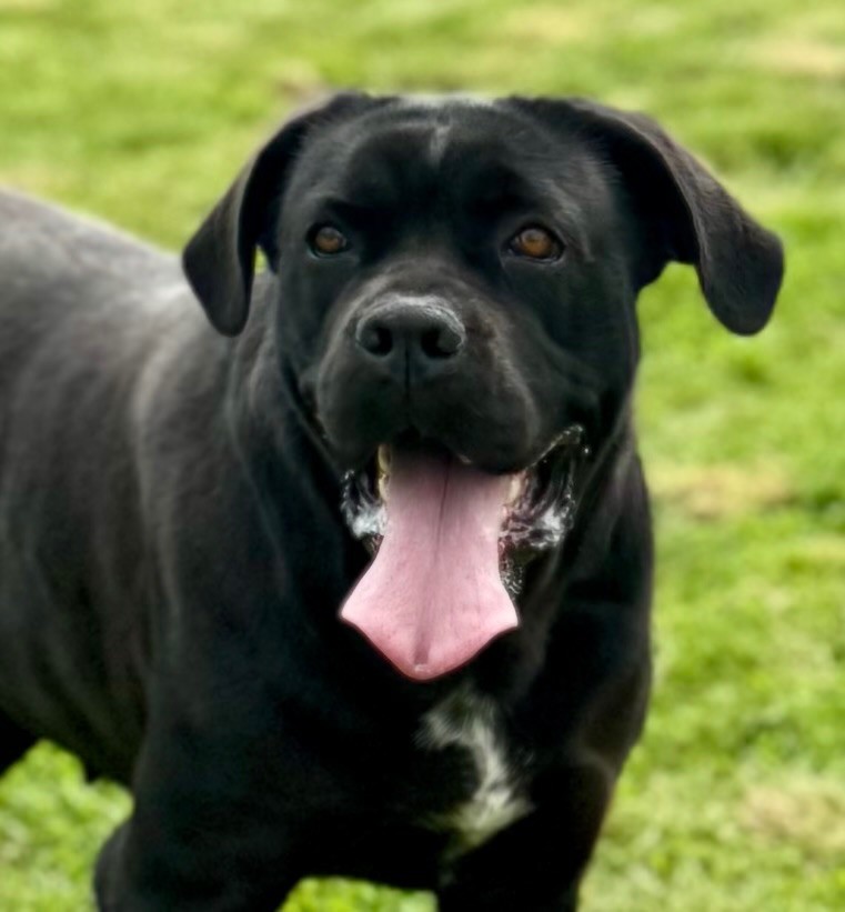 Tessa Des Quatre Pattes De La Sensée