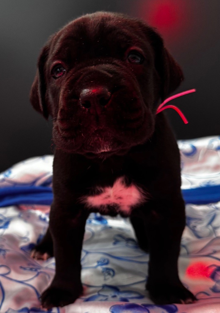 Des Quatre Pattes De La Sensée - Chiots disponibles - Cane Corso