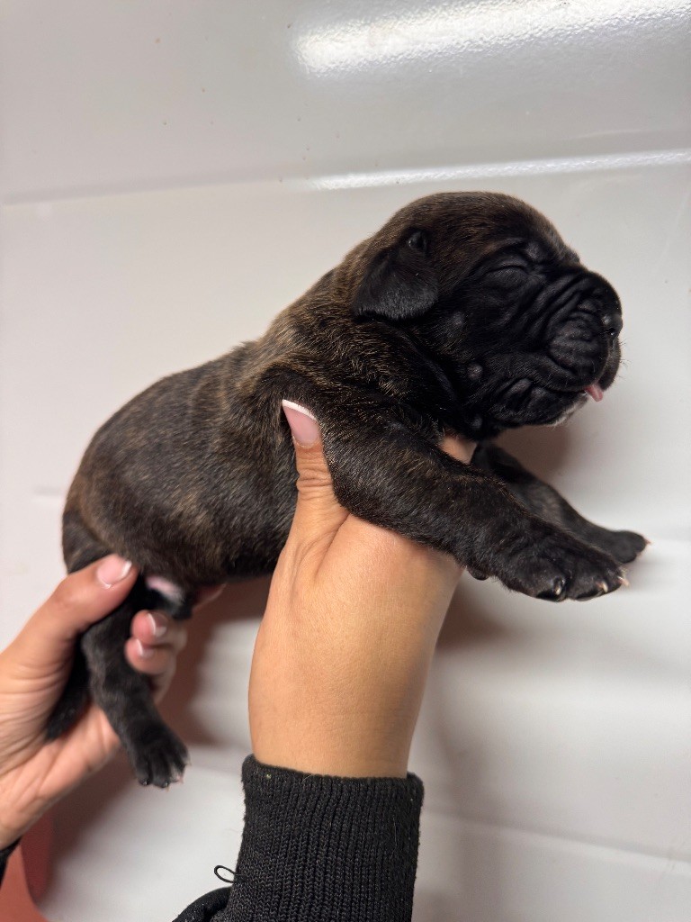 Des Quatre Pattes De La Sensée - Chiots disponibles - Cane Corso