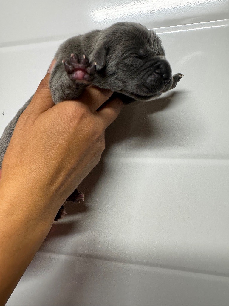 Des Quatre Pattes De La Sensée - Chiots disponibles - Cane Corso