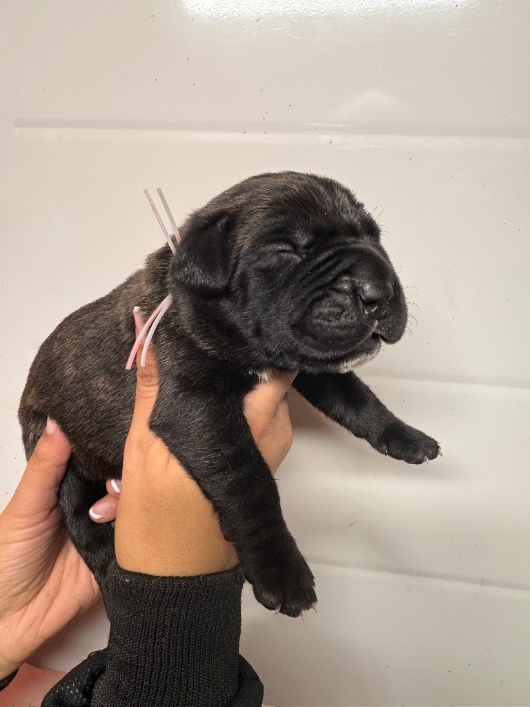 Des Quatre Pattes De La Sensée - Chiots disponibles - Cane Corso
