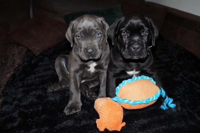 Des Quatre Pattes De La Sensée - Cane Corso - Portée née le 20/08/2021
