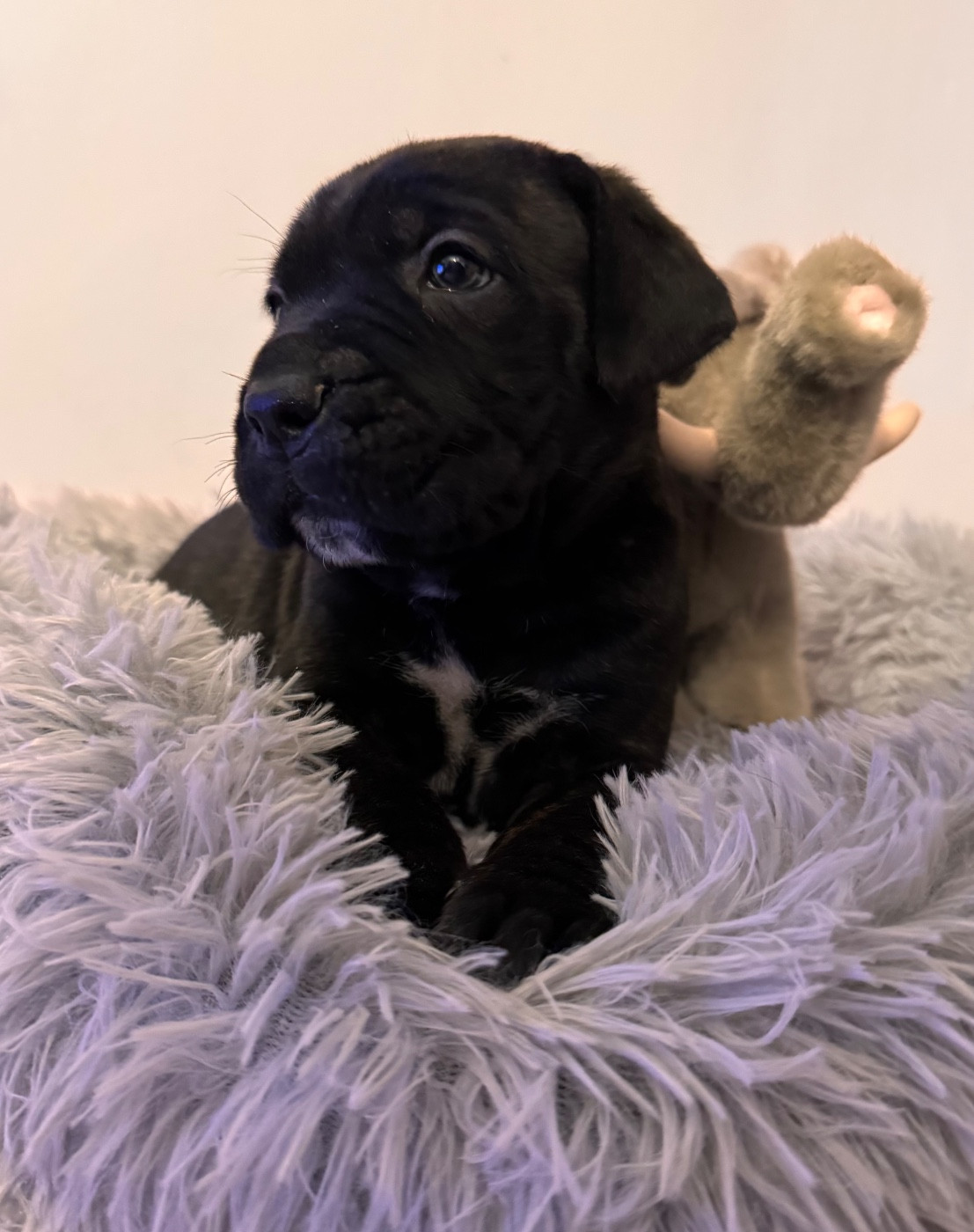 Des Quatre Pattes De La Sensée - Chiots disponibles - Cane Corso