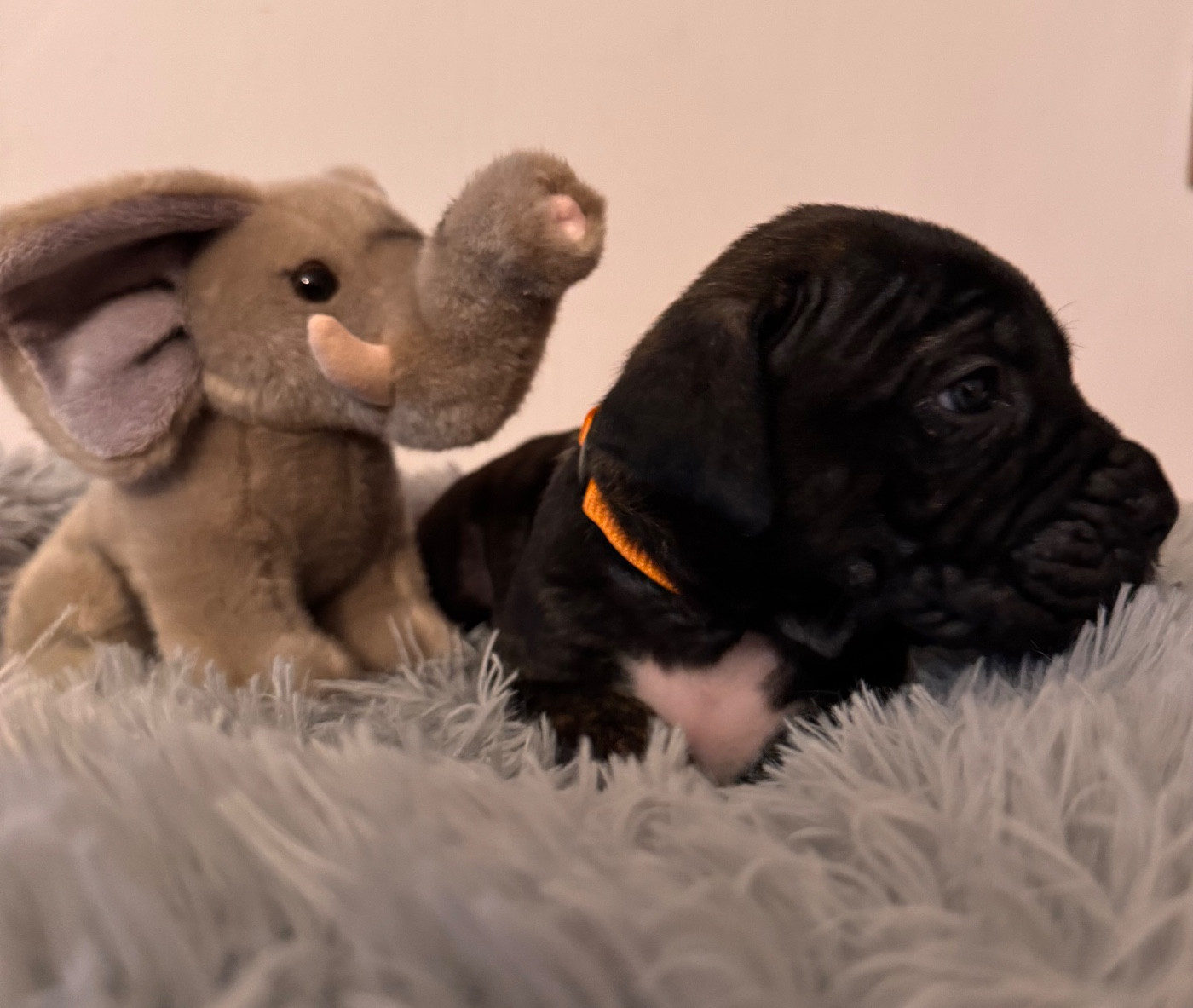 Des Quatre Pattes De La Sensée - Chiots disponibles - Cane Corso
