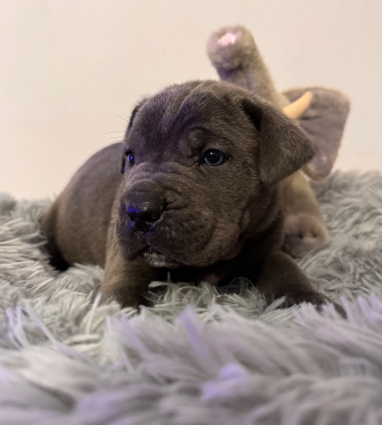 Des Quatre Pattes De La Sensée - Chiots disponibles - Cane Corso