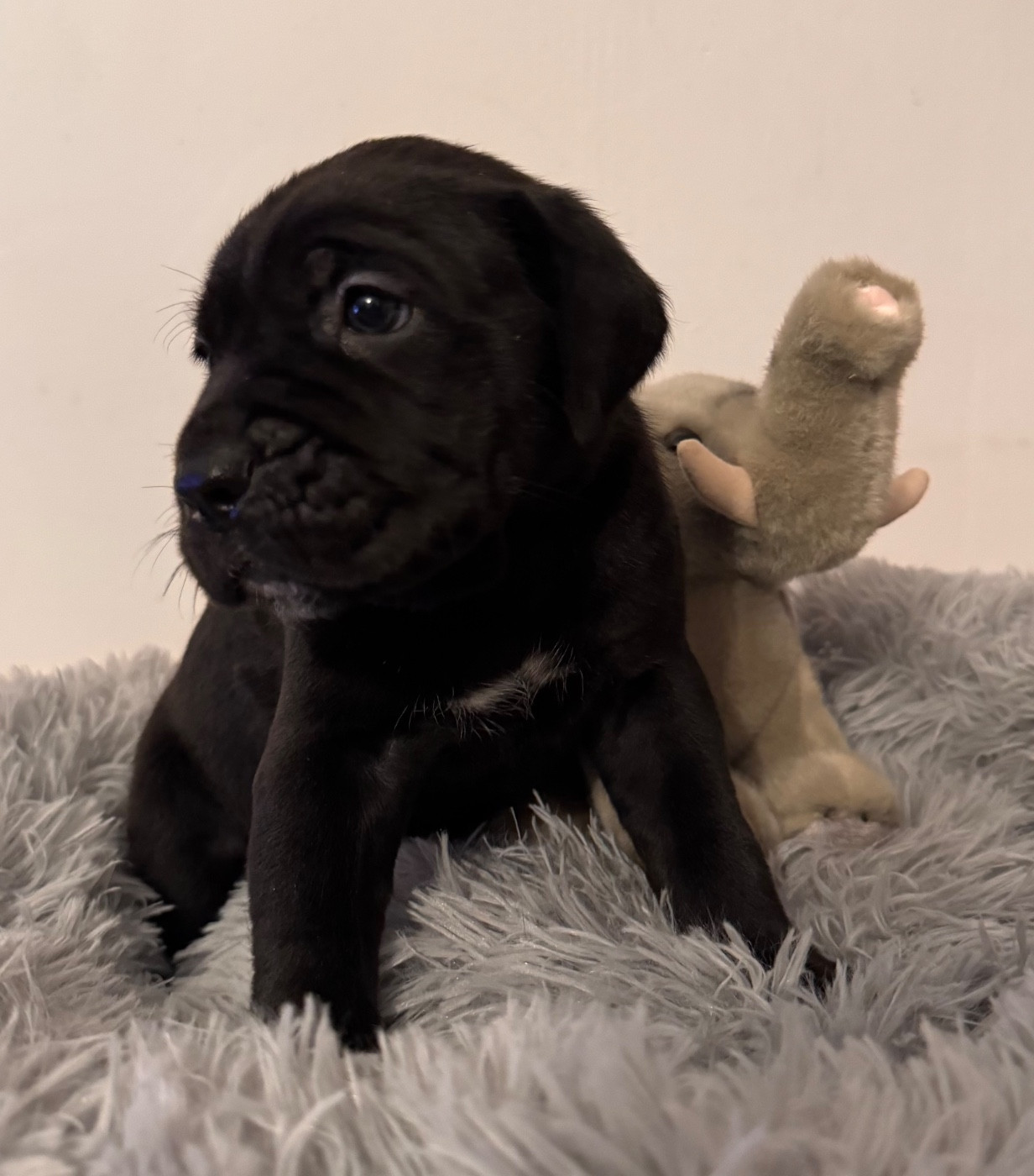 Des Quatre Pattes De La Sensée - Chiots disponibles - Cane Corso