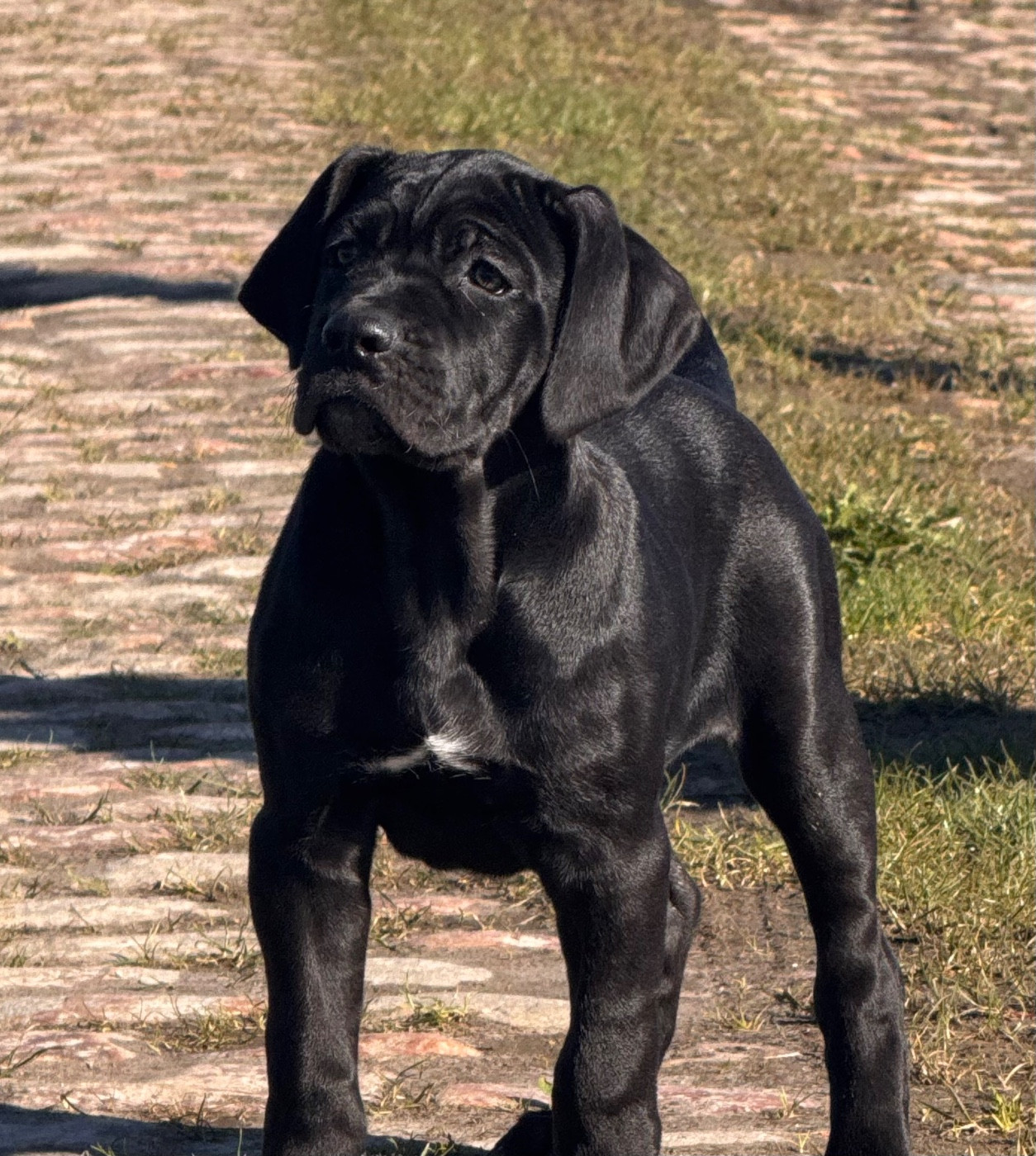 Des Quatre Pattes De La Sensée - Chiots disponibles - Cane Corso
