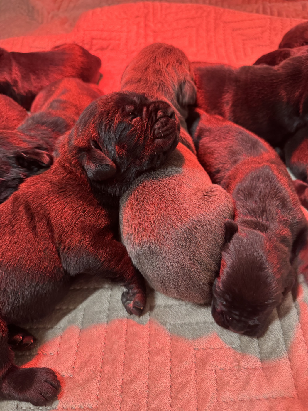Chiot Cane Corso Des Quatre Pattes De La Sensée