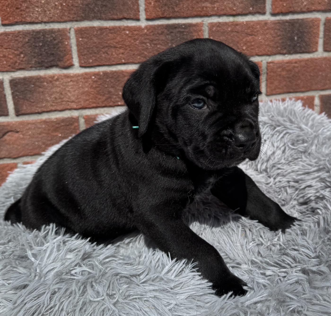 Des Quatre Pattes De La Sensée - Chiots disponibles - Cane Corso
