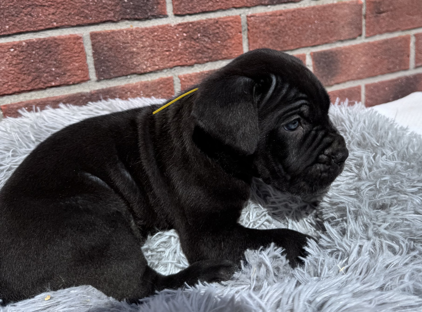 Des Quatre Pattes De La Sensée - Chiots disponibles - Cane Corso