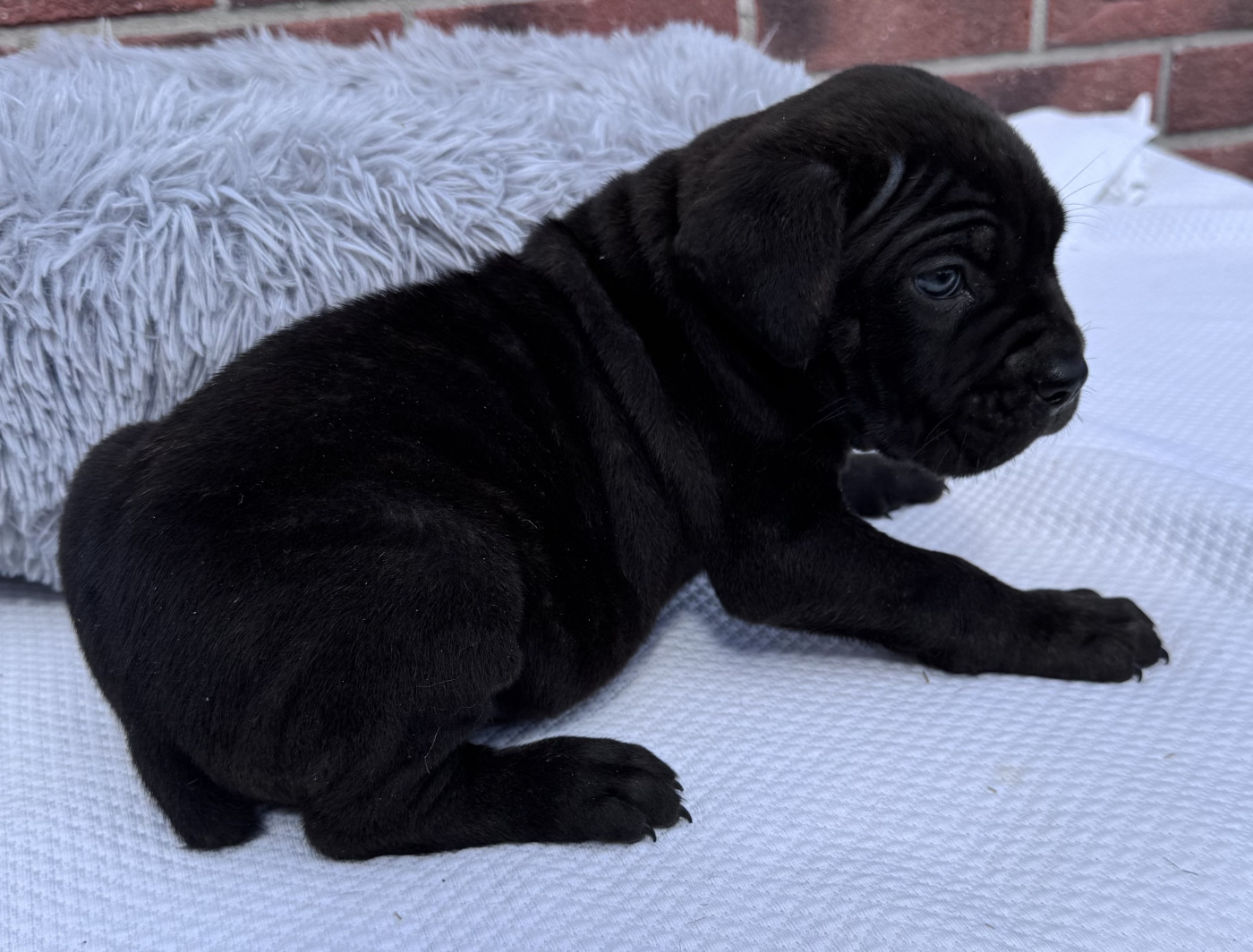 Des Quatre Pattes De La Sensée - Chiots disponibles - Cane Corso
