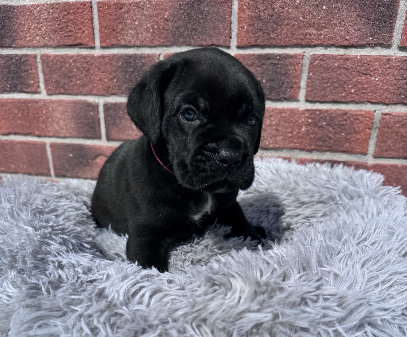 Des Quatre Pattes De La Sensée - Chiots disponibles - Cane Corso