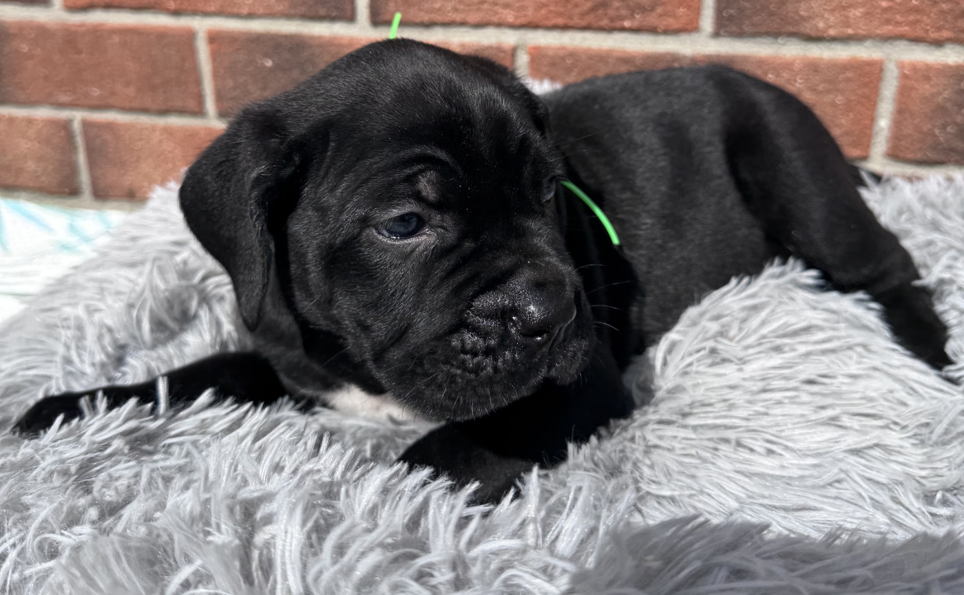 Des Quatre Pattes De La Sensée - Chiots disponibles - Cane Corso