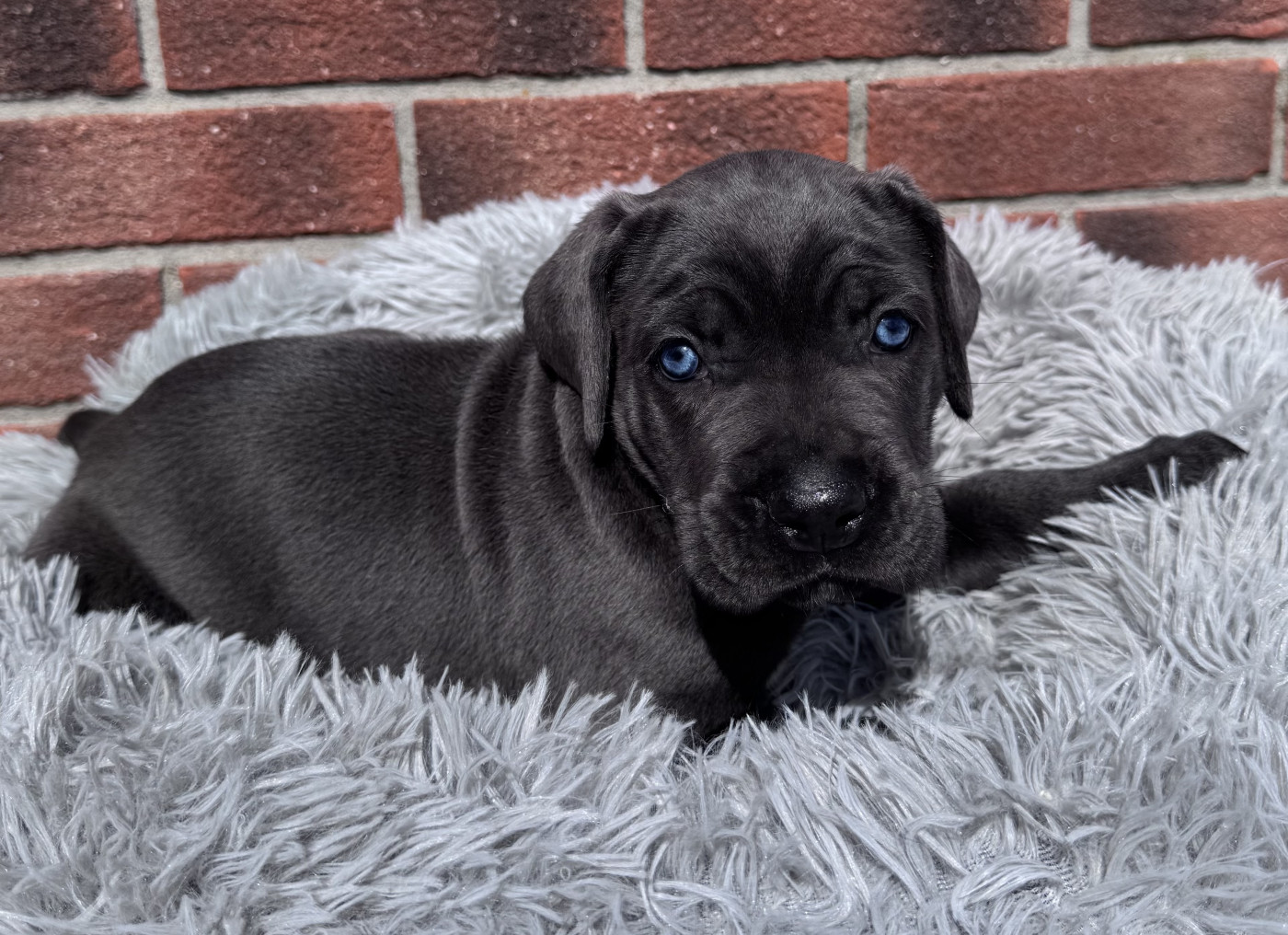 Des Quatre Pattes De La Sensée - Chiots disponibles - Cane Corso