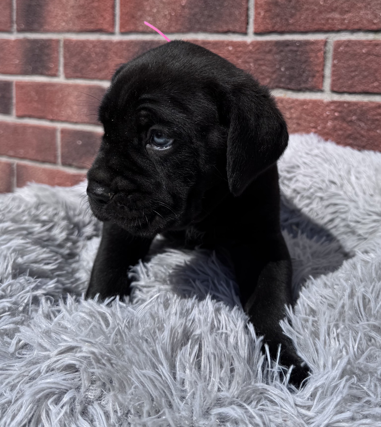Des Quatre Pattes De La Sensée - Chiots disponibles - Cane Corso
