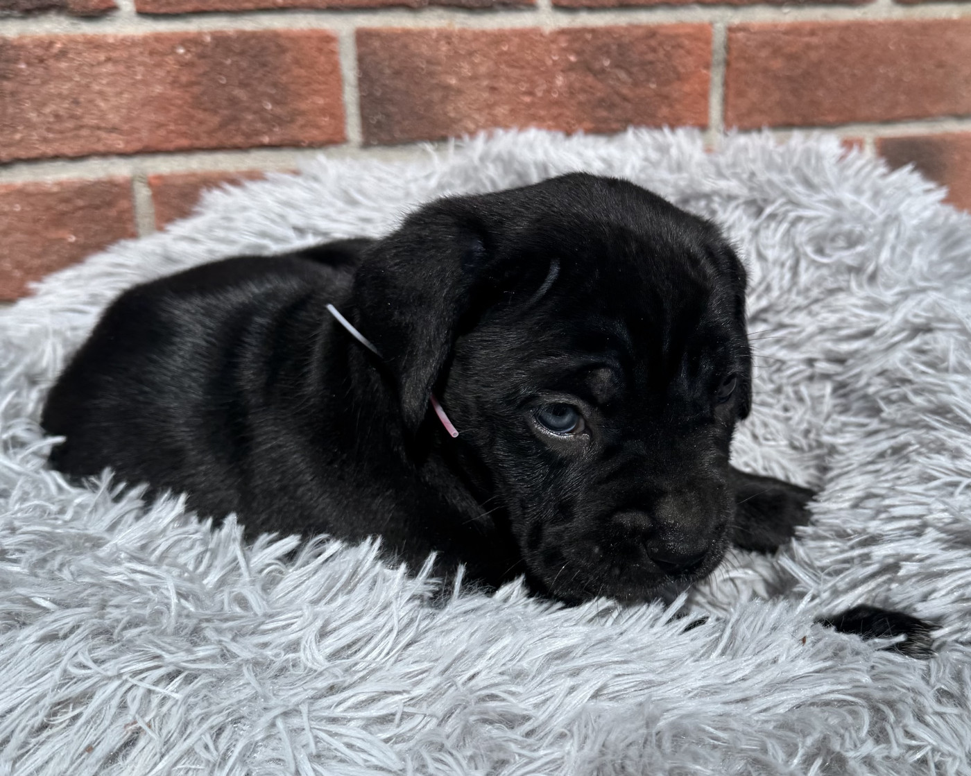 Des Quatre Pattes De La Sensée - Chiots disponibles - Cane Corso