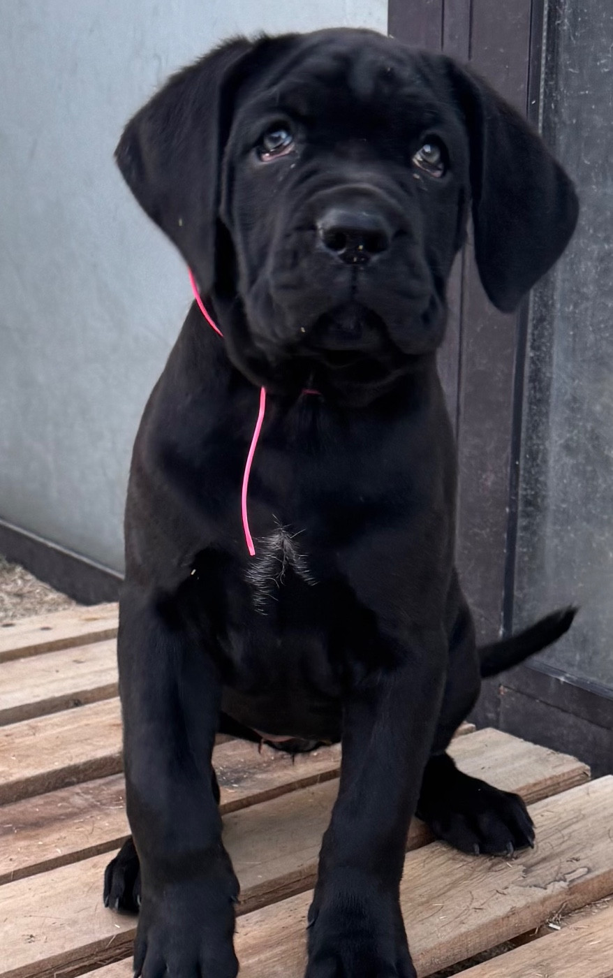 Des Quatre Pattes De La Sensée - Chiots disponibles - Cane Corso