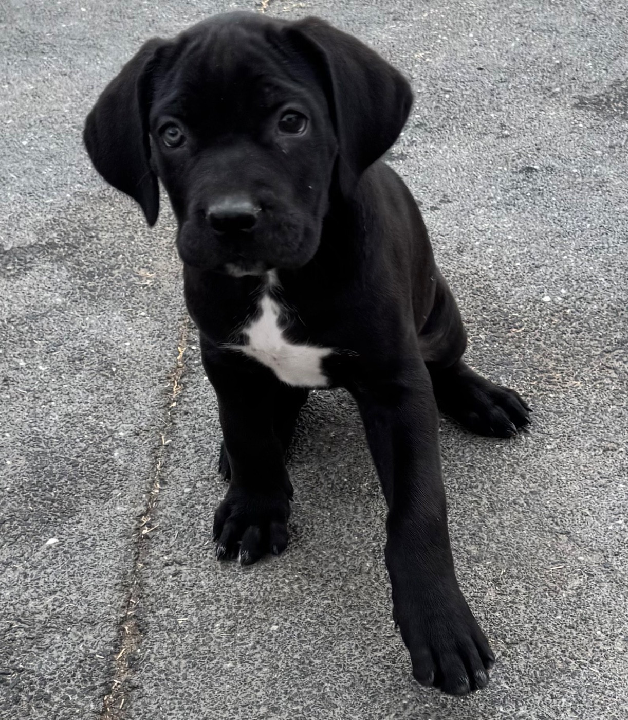Des Quatre Pattes De La Sensée - Chiots disponibles - Cane Corso