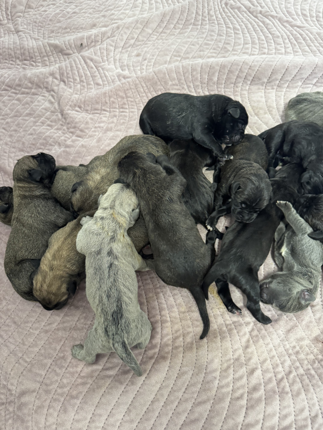 Chiot Cane Corso Des Quatre Pattes De La Sensée
