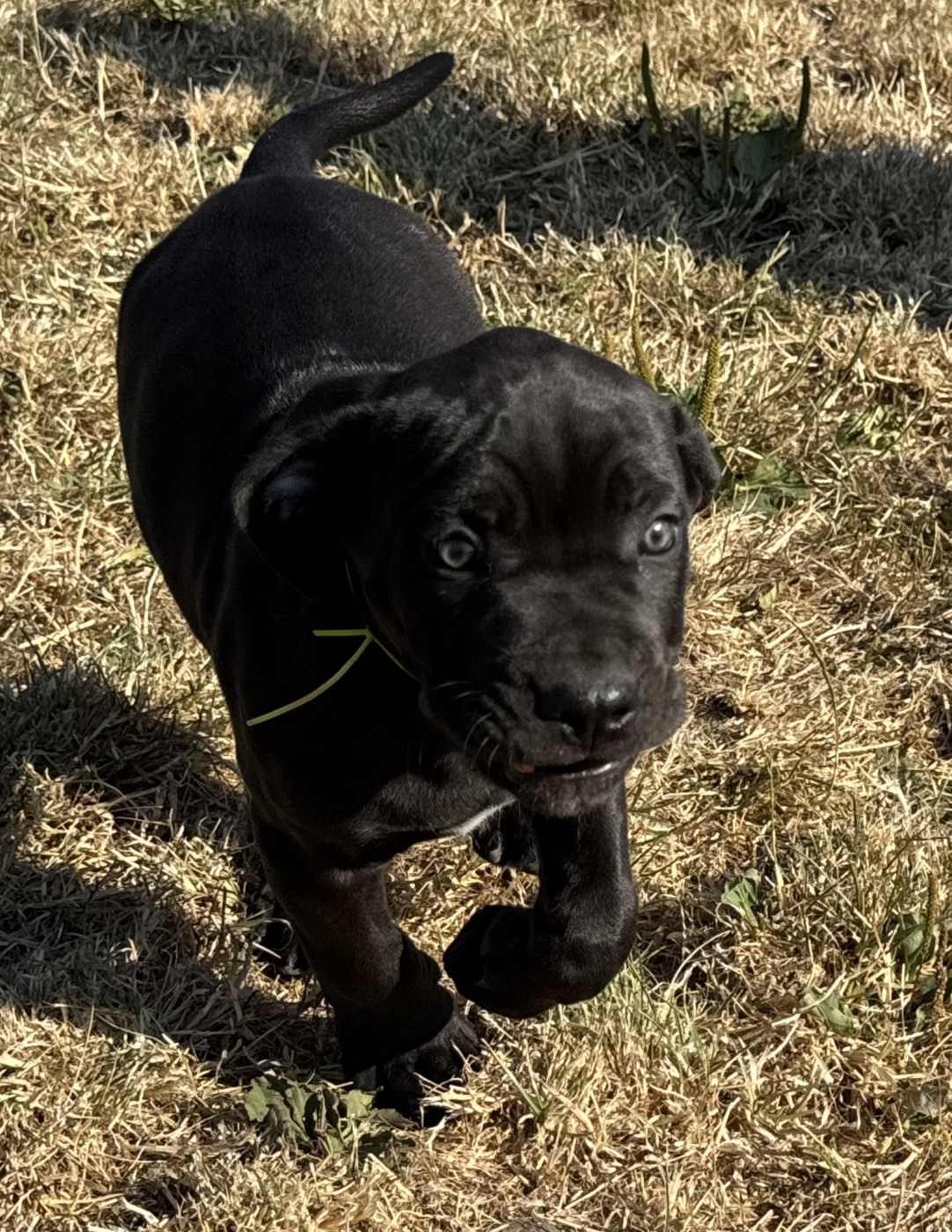 Des Quatre Pattes De La Sensée - Chiots disponibles - Cane Corso
