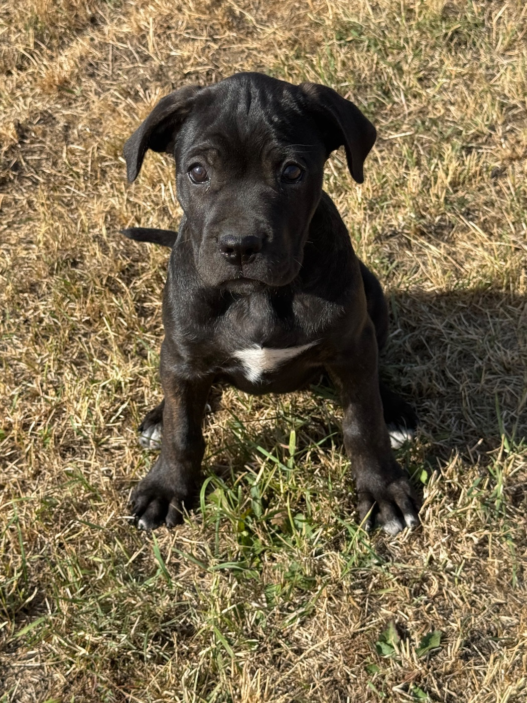Des Quatre Pattes De La Sensée - Chiots disponibles - Cane Corso