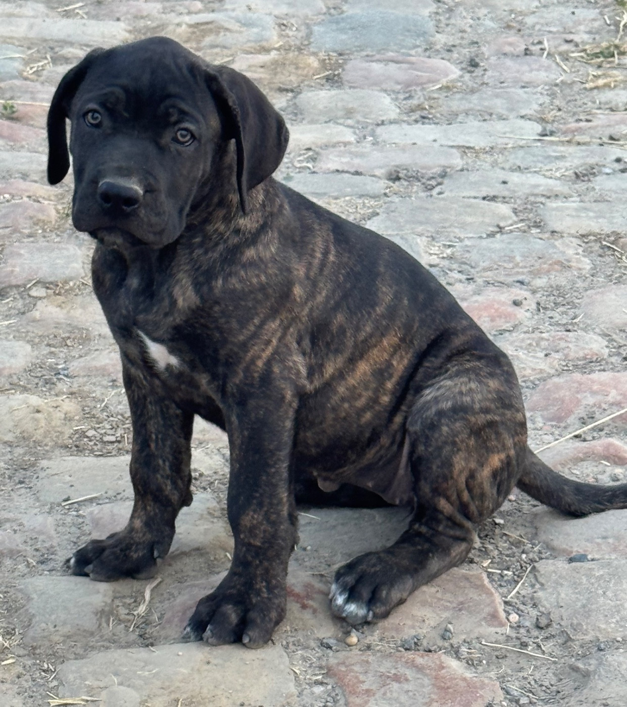 Des Quatre Pattes De La Sensée - Chiots disponibles - Cane Corso
