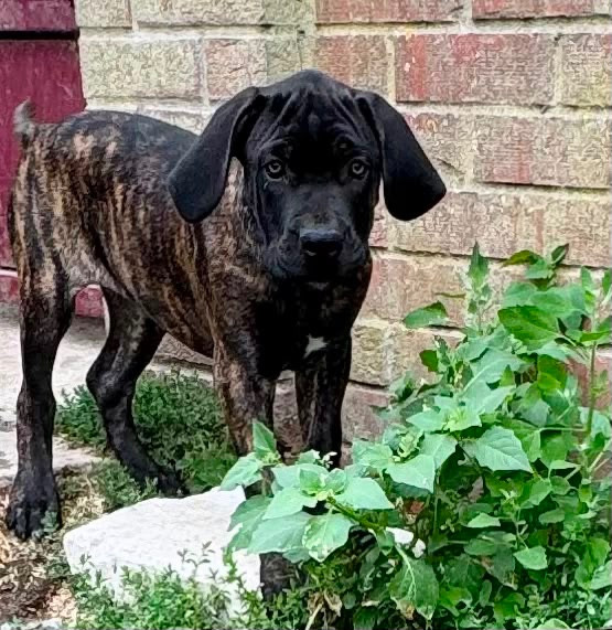 Des Quatre Pattes De La Sensée - Chiots disponibles - Cane Corso