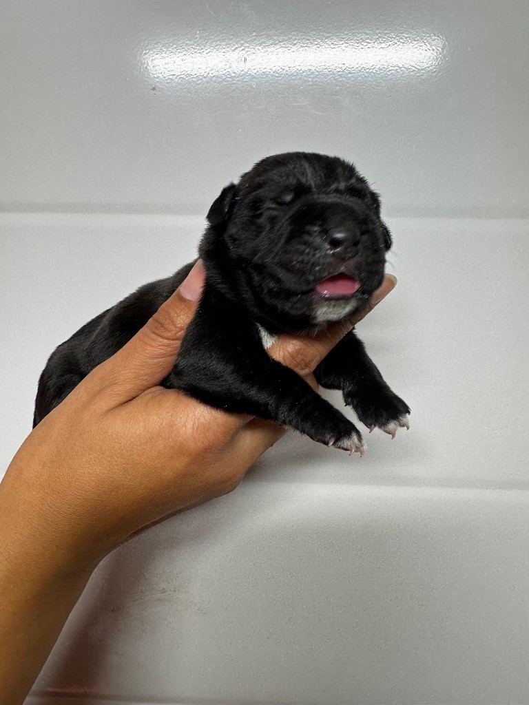 Des Quatre Pattes De La Sensée - Chiots disponibles - Cane Corso