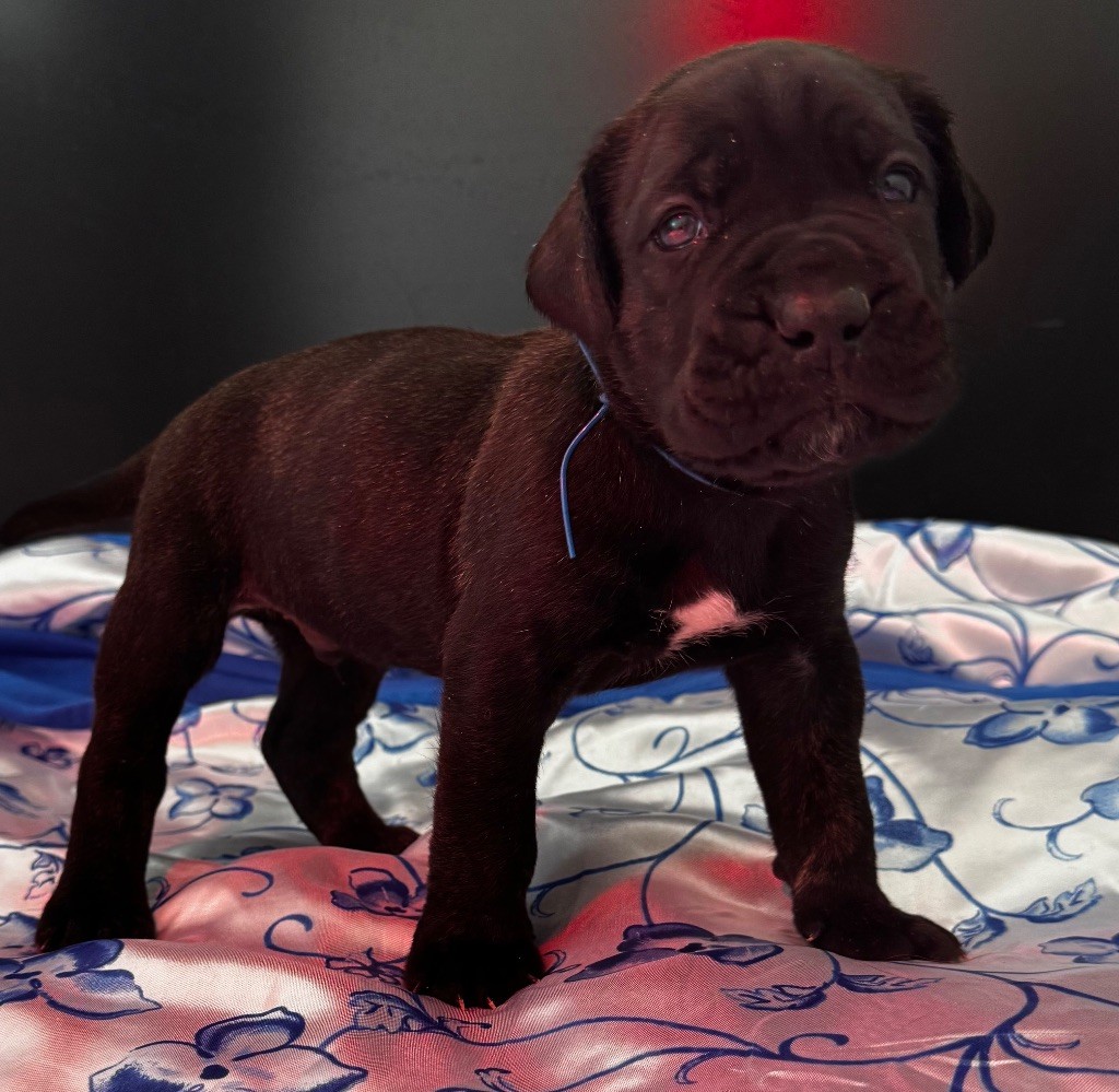 Des Quatre Pattes De La Sensée - Chiots disponibles - Cane Corso
