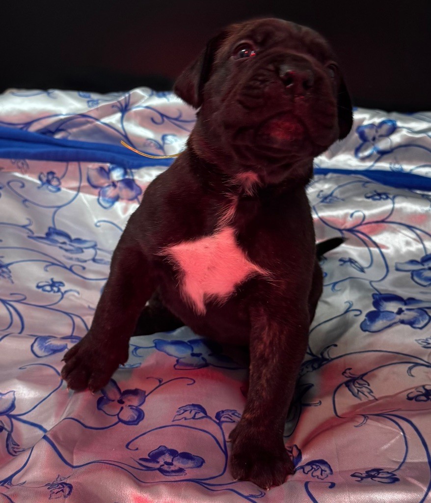 Des Quatre Pattes De La Sensée - Chiots disponibles - Cane Corso