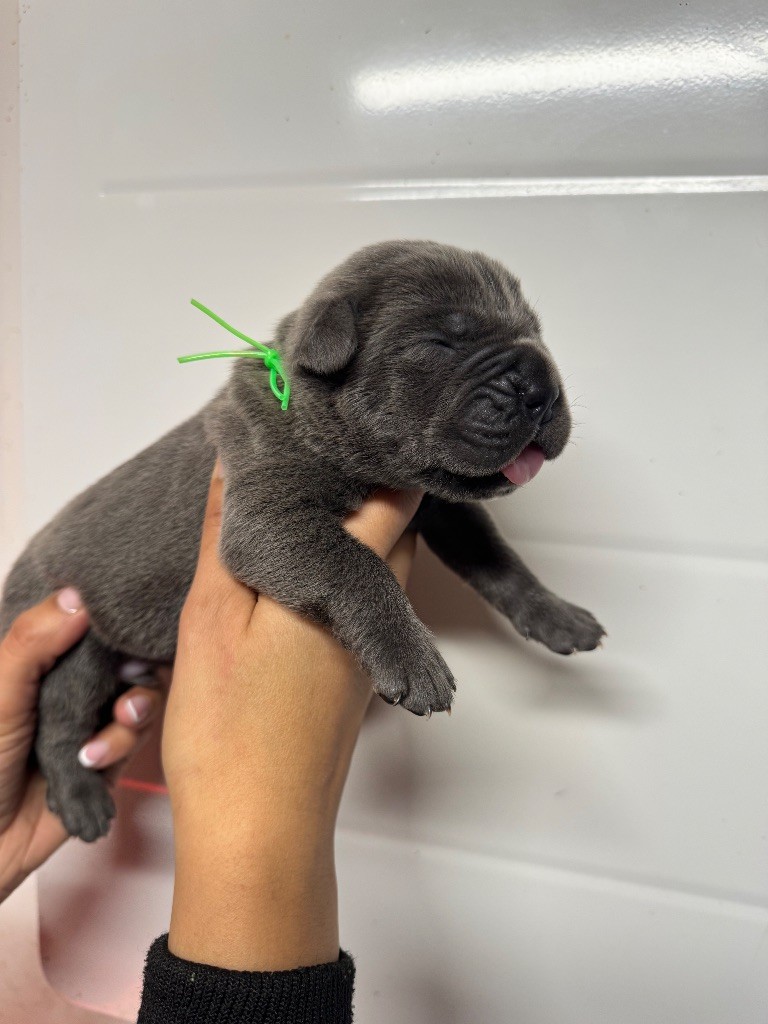 Des Quatre Pattes De La Sensée - Chiots disponibles - Cane Corso