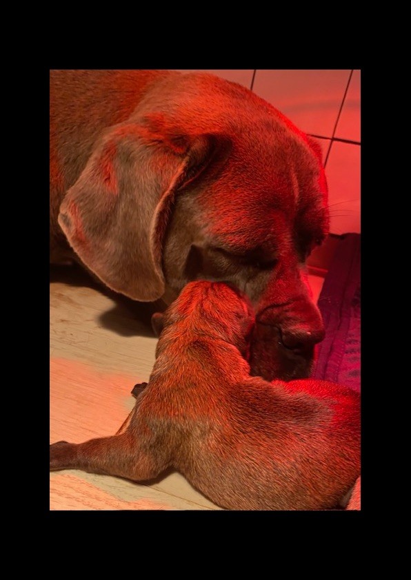 Des Quatre Pattes De La Sensée - Cane Corso - Portée née le 30/09/2024