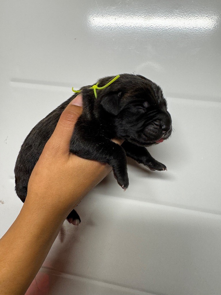 Des Quatre Pattes De La Sensée - Chiots disponibles - Cane Corso