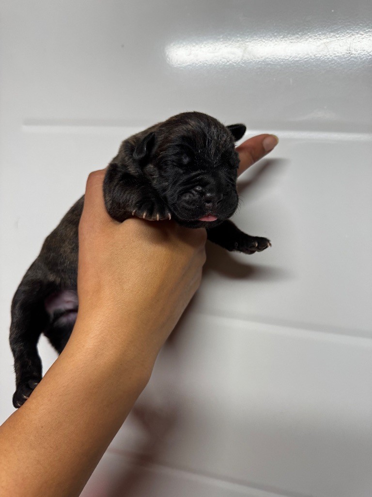 Des Quatre Pattes De La Sensée - Chiots disponibles - Cane Corso