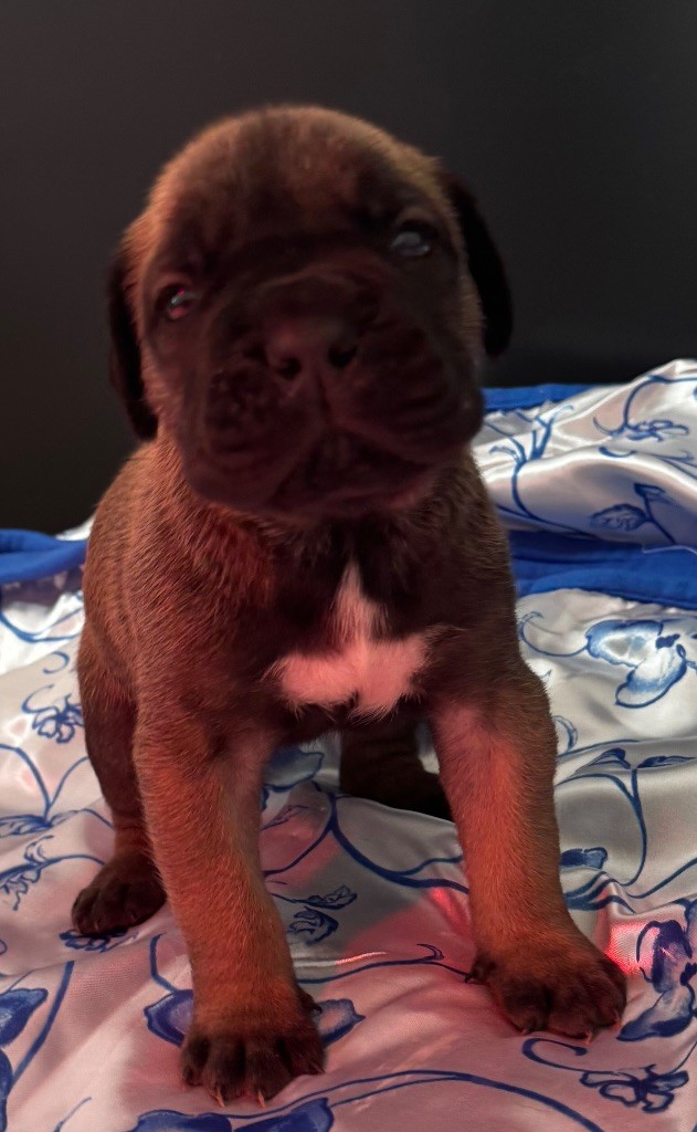 Des Quatre Pattes De La Sensée - Chiots disponibles - Cane Corso