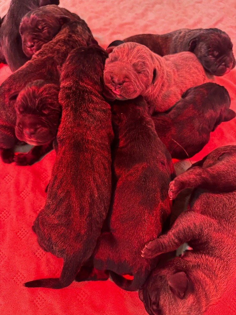 Chiot Cane Corso Des Quatre Pattes De La Sensée