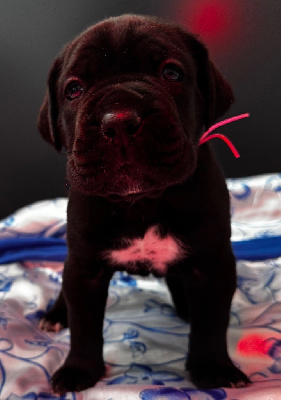 Femelle noire collier rose