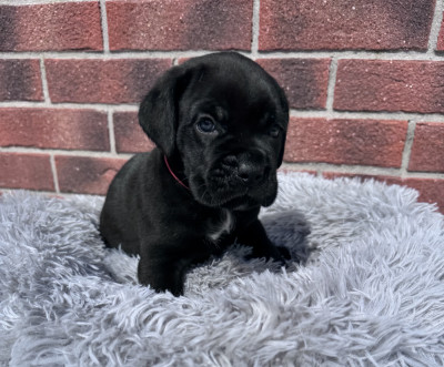Mâle noir collier rouge