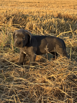 Baloo