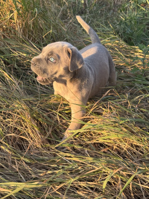 Benji