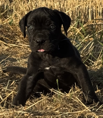 Brutus