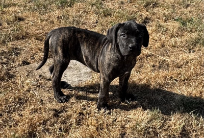 Bagheera