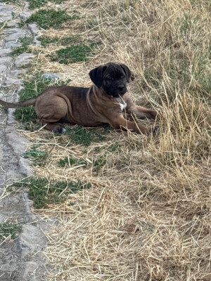 Baya