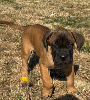 Bailey