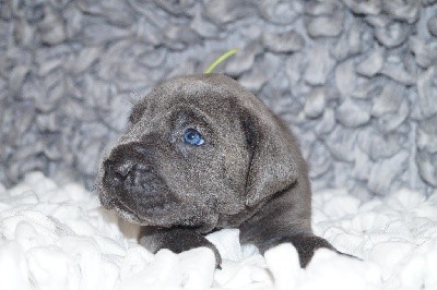 MALE GRIS COLLIER FLUO
