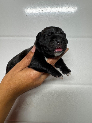 Femelle noire sans collier