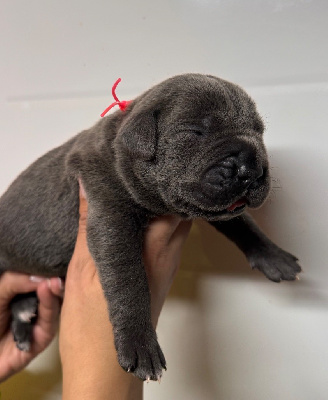 Femelle grise collier rose