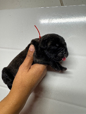 Femelle bringée collier rouge