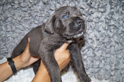 MALE GRIS COLLIER BLEU